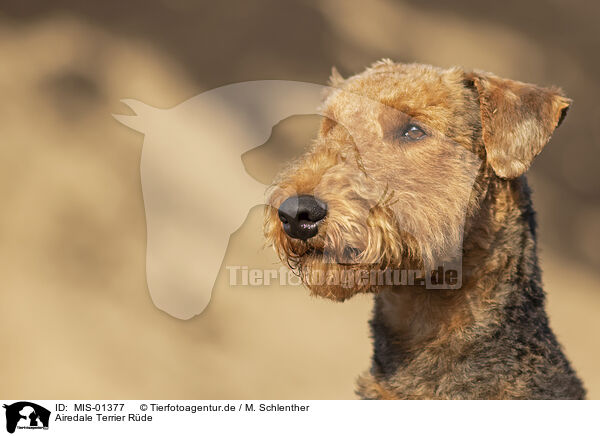 Airedale Terrier Rde / MIS-01377