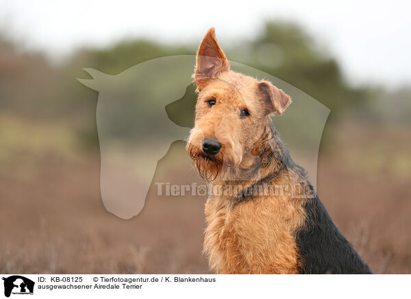 ausgewachsener Airedale Terrier / KB-08125
