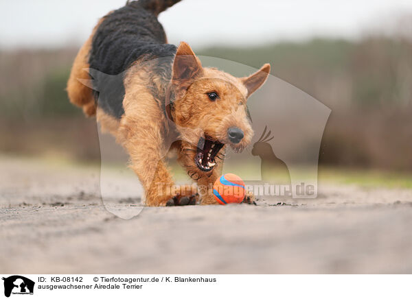 ausgewachsener Airedale Terrier / adult Airedale Terrier / KB-08142