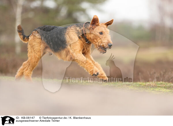 ausgewachsener Airedale Terrier / KB-08147