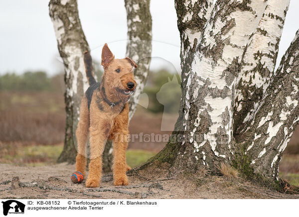 ausgewachsener Airedale Terrier / adult Airedale Terrier / KB-08152
