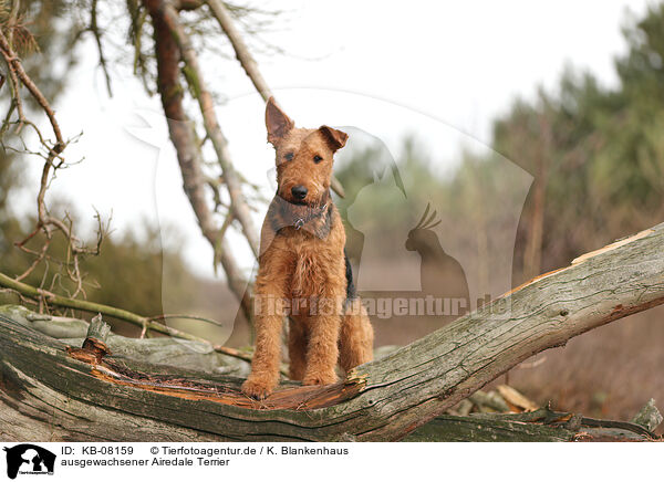 ausgewachsener Airedale Terrier / KB-08159
