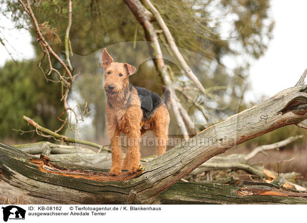 ausgewachsener Airedale Terrier / KB-08162