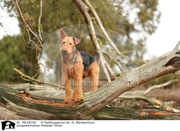 ausgewachsener Airedale Terrier / adult Airedale Terrier / KB-08162