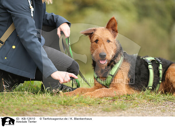 Airedale Terrier / Airedale Terrier / KB-12610