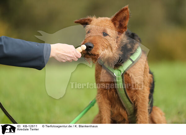 Airedale Terrier / Airedale Terrier / KB-12611