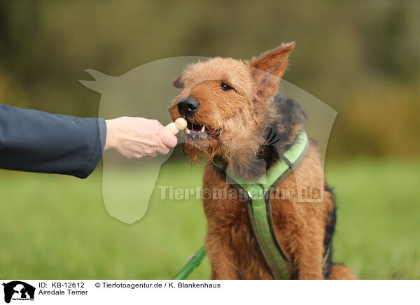 Airedale Terrier / Airedale Terrier / KB-12612