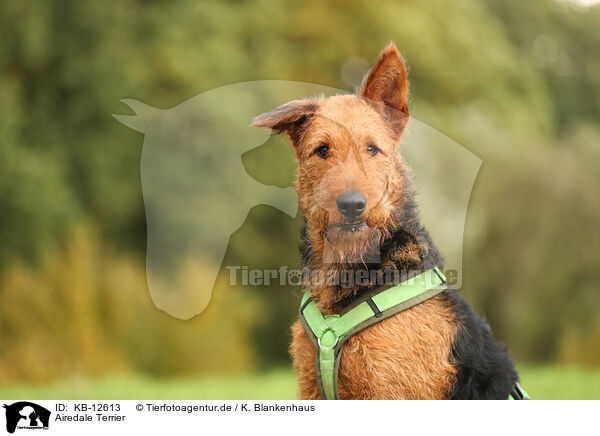 Airedale Terrier / KB-12613