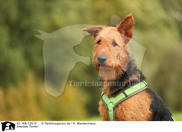 Airedale Terrier / KB-12615