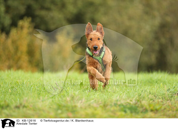 Airedale Terrier / Airedale Terrier / KB-12616