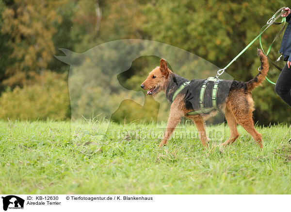 Airedale Terrier / Airedale Terrier / KB-12630