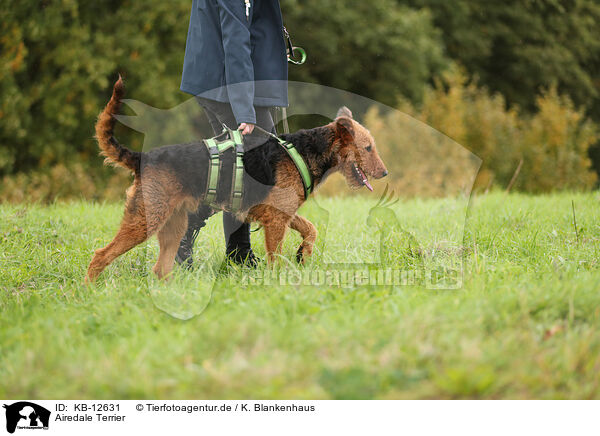 Airedale Terrier / Airedale Terrier / KB-12631
