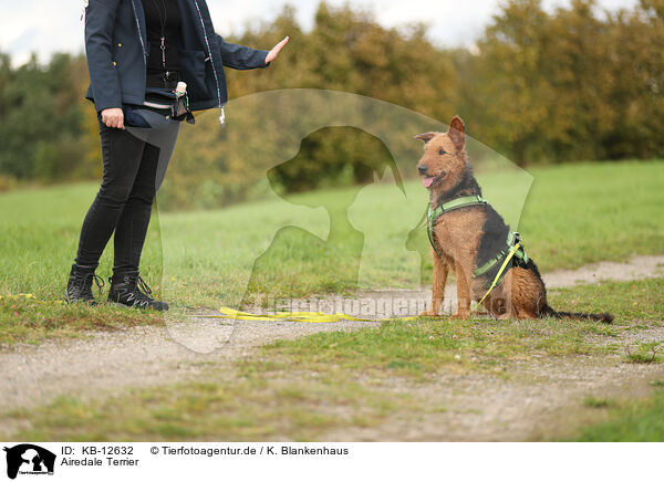 Airedale Terrier / Airedale Terrier / KB-12632