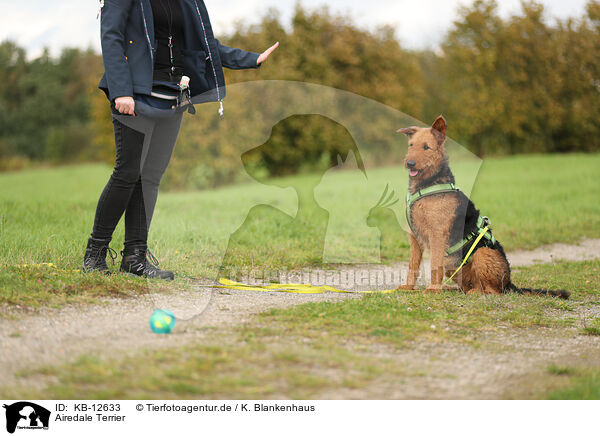 Airedale Terrier / Airedale Terrier / KB-12633