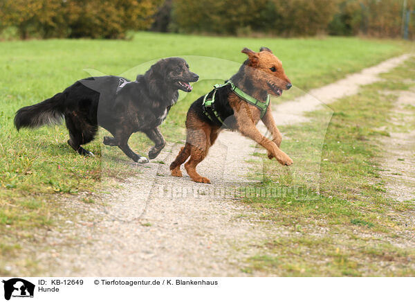 Hunde / dogs / KB-12649