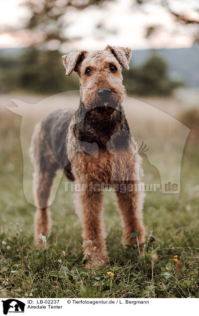 Airedale Terrier / Airedale Terrier / LB-02237