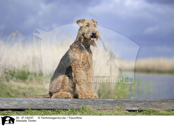 Airedale Terrier / Airedale Terrier / IF-16097