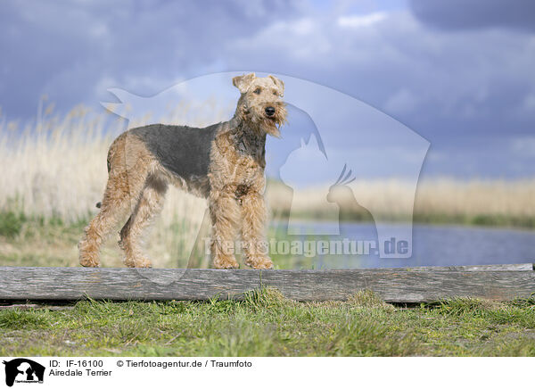 Airedale Terrier / IF-16100