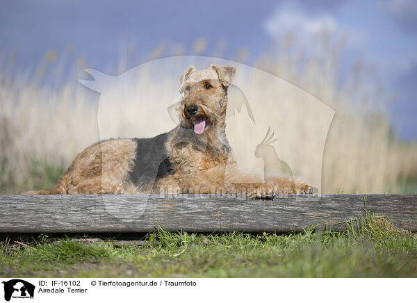 Airedale Terrier / Airedale Terrier / IF-16102