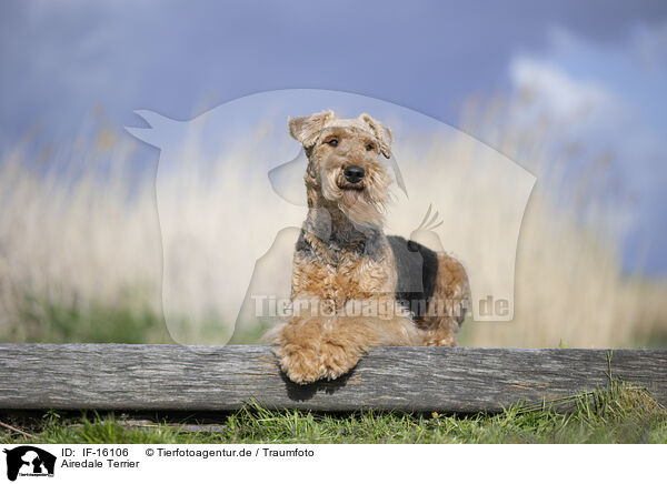 Airedale Terrier / IF-16106