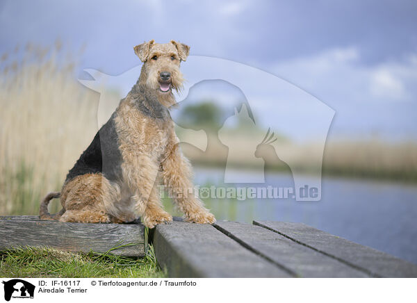 Airedale Terrier / IF-16117