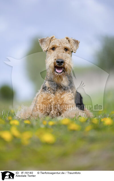 Airedale Terrier / Airedale Terrier / IF-16140