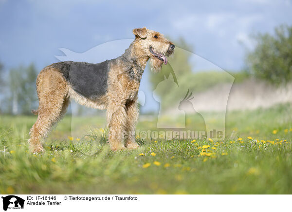 Airedale Terrier / Airedale Terrier / IF-16146