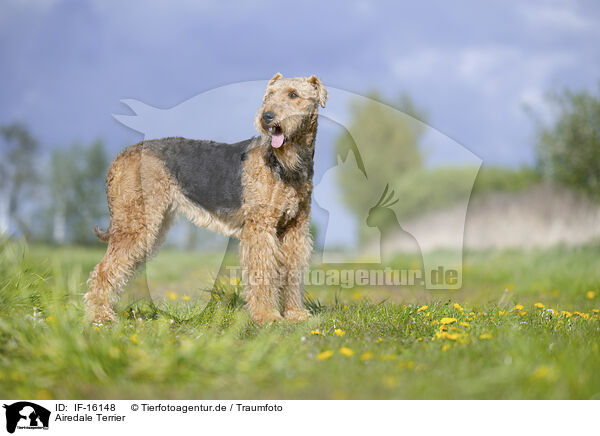 Airedale Terrier / Airedale Terrier / IF-16148