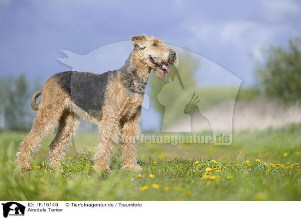 Airedale Terrier / Airedale Terrier / IF-16149