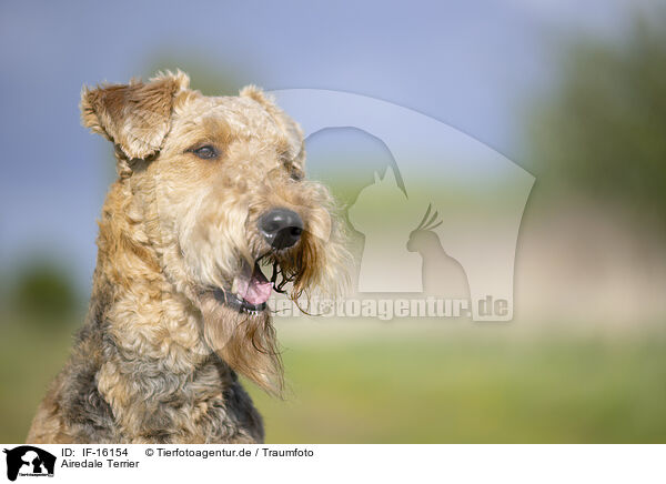 Airedale Terrier / Airedale Terrier / IF-16154