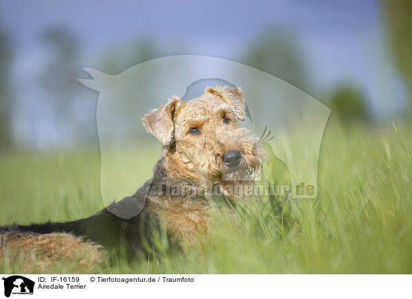Airedale Terrier / Airedale Terrier / IF-16159