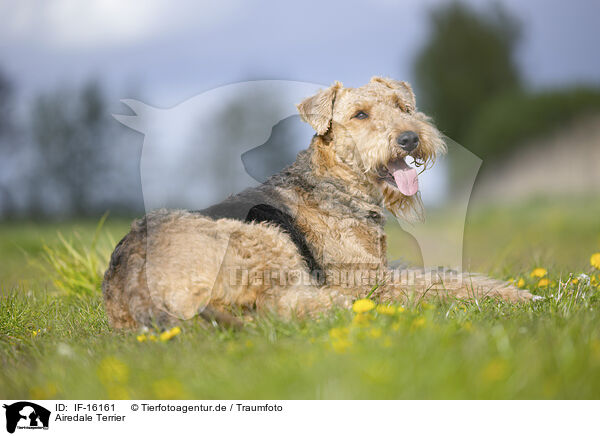 Airedale Terrier / Airedale Terrier / IF-16161