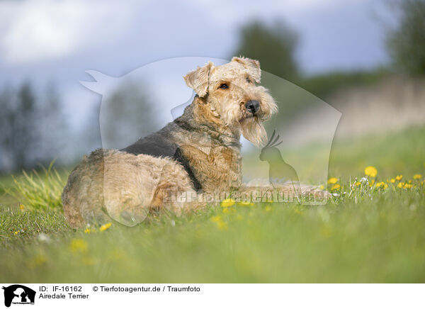 Airedale Terrier / Airedale Terrier / IF-16162