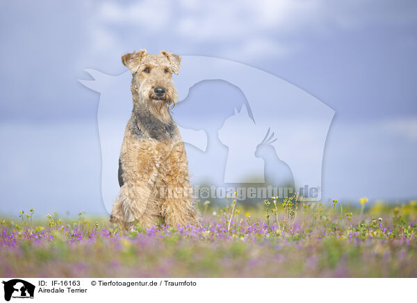 Airedale Terrier / Airedale Terrier / IF-16163