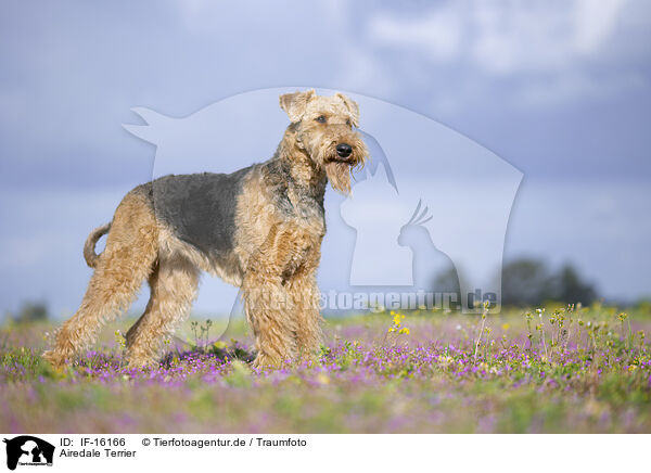 Airedale Terrier / Airedale Terrier / IF-16166