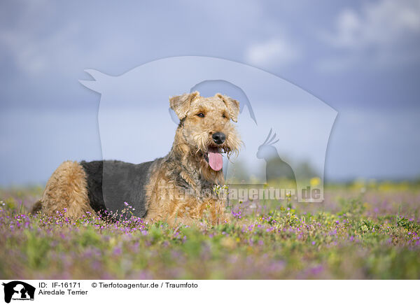 Airedale Terrier / Airedale Terrier / IF-16171