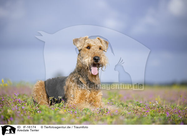Airedale Terrier / IF-16174