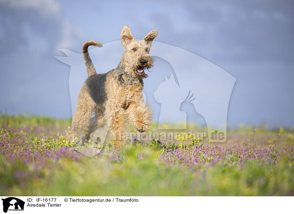 Airedale Terrier / IF-16177