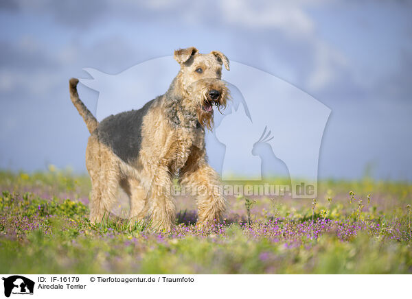 Airedale Terrier / Airedale Terrier / IF-16179