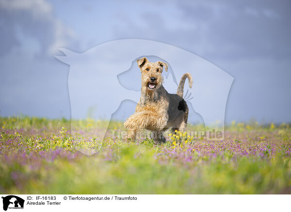 Airedale Terrier / Airedale Terrier / IF-16183
