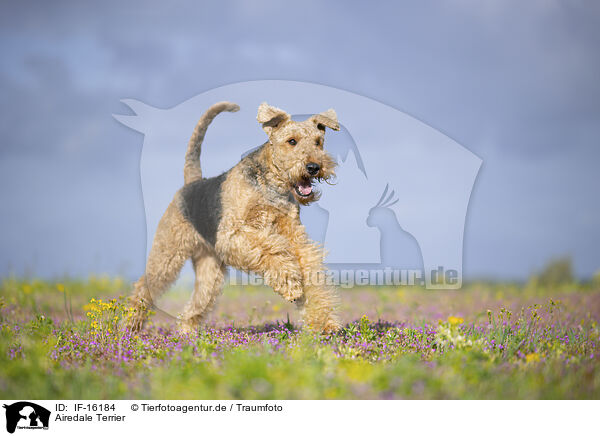 Airedale Terrier / Airedale Terrier / IF-16184