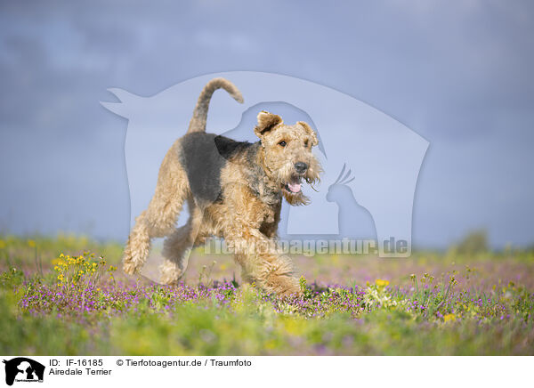 Airedale Terrier / Airedale Terrier / IF-16185