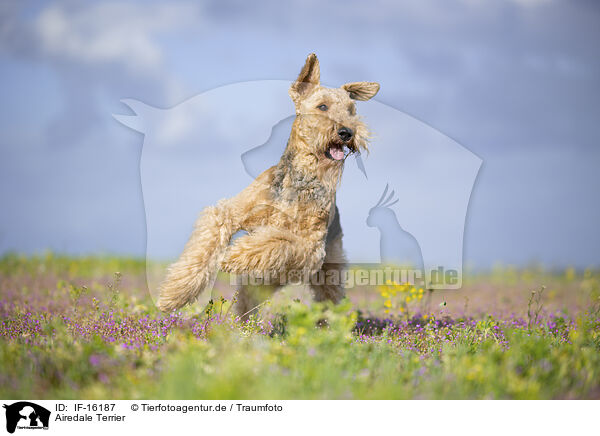 Airedale Terrier / Airedale Terrier / IF-16187