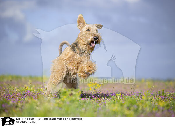 Airedale Terrier / IF-16188