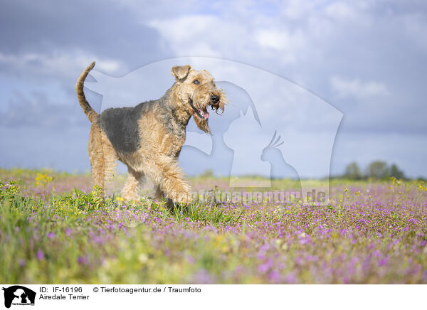 Airedale Terrier / Airedale Terrier / IF-16196