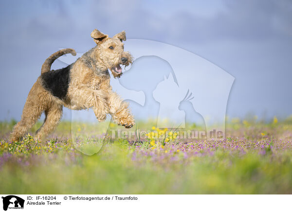 Airedale Terrier / Airedale Terrier / IF-16204
