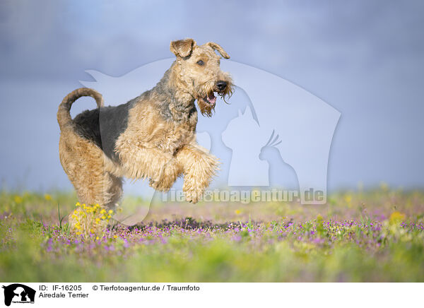 Airedale Terrier / Airedale Terrier / IF-16205