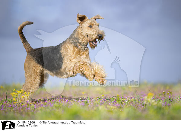 Airedale Terrier / Airedale Terrier / IF-16206