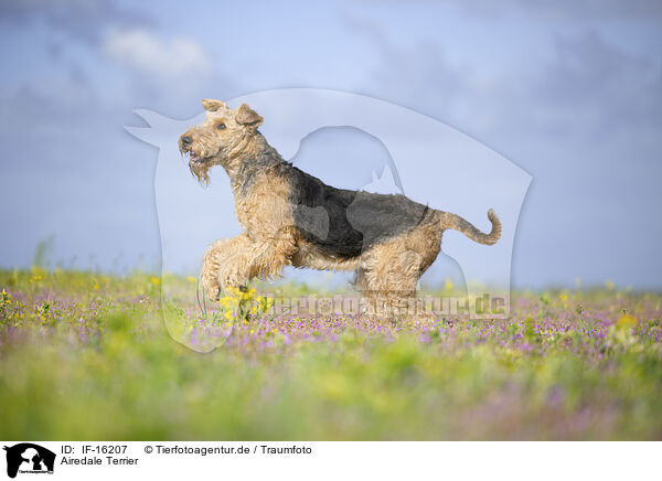 Airedale Terrier / Airedale Terrier / IF-16207