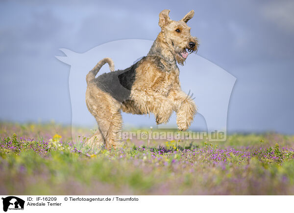 Airedale Terrier / Airedale Terrier / IF-16209